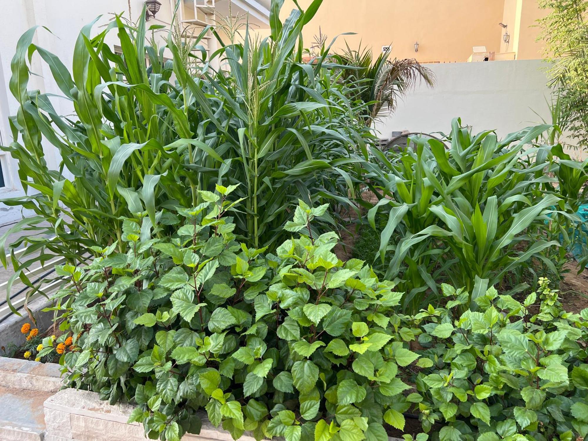 Alhosani Property Abu Dhabi Luaran gambar